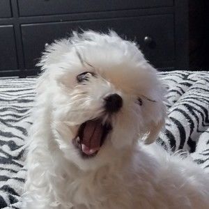 Meet your Posher, Teresa